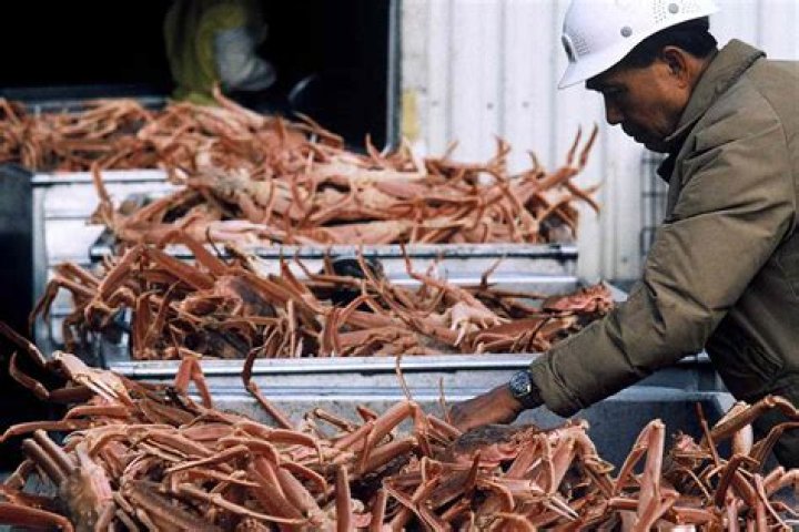 
Alaska Snow Crab Season Canceled as Population Faces Unprecedented Decline 