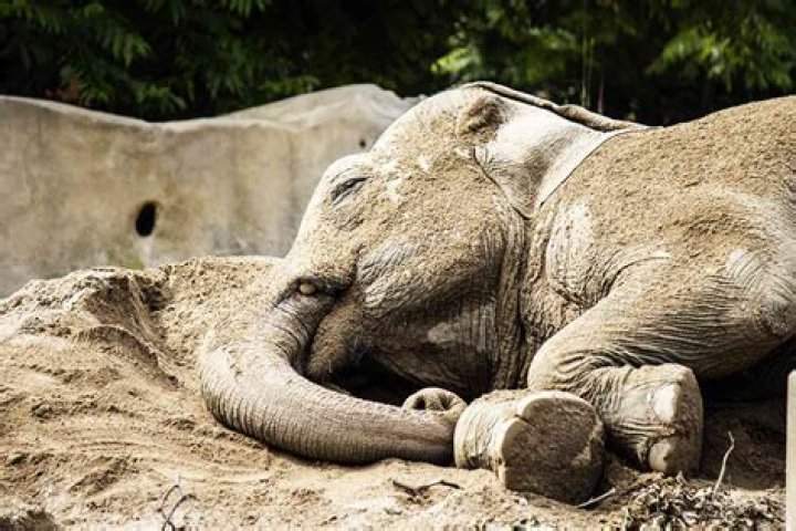 
Villagers in India Find ‘Drunk’ Elephants Asleep After They Allegedly Drank Alcohol 
