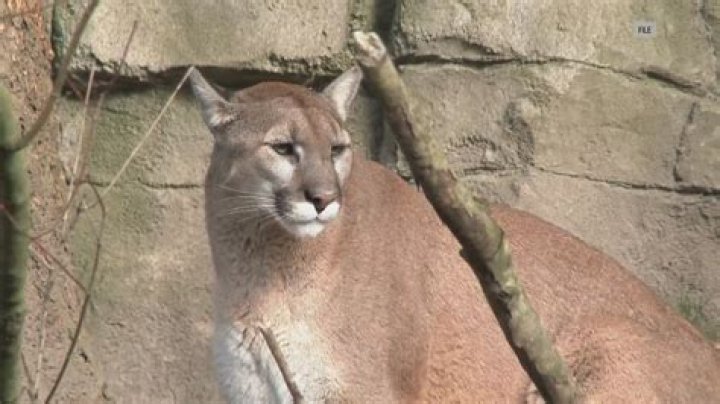 
What happened to Jack? GoFundMe raises over $14000 as California 5-year-old survives mountain lion attack 
